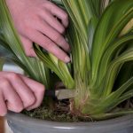 How To Grow And Care For Clivia | Bbc Gardeners World Magazine