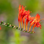 How To Grow And Care For Crocosmia (Coppertips)