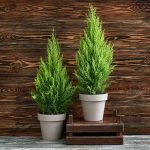 How To Grow And Care For Lemon Cypress Bonsai Tree | Florgeous