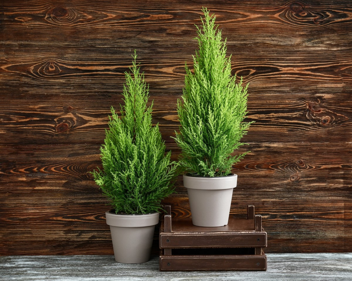 How To Grow And Care For Lemon Cypress Bonsai Tree | Florgeous