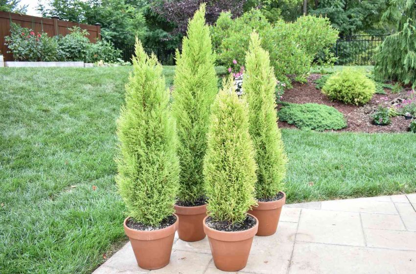  Lemon Cypress Plant