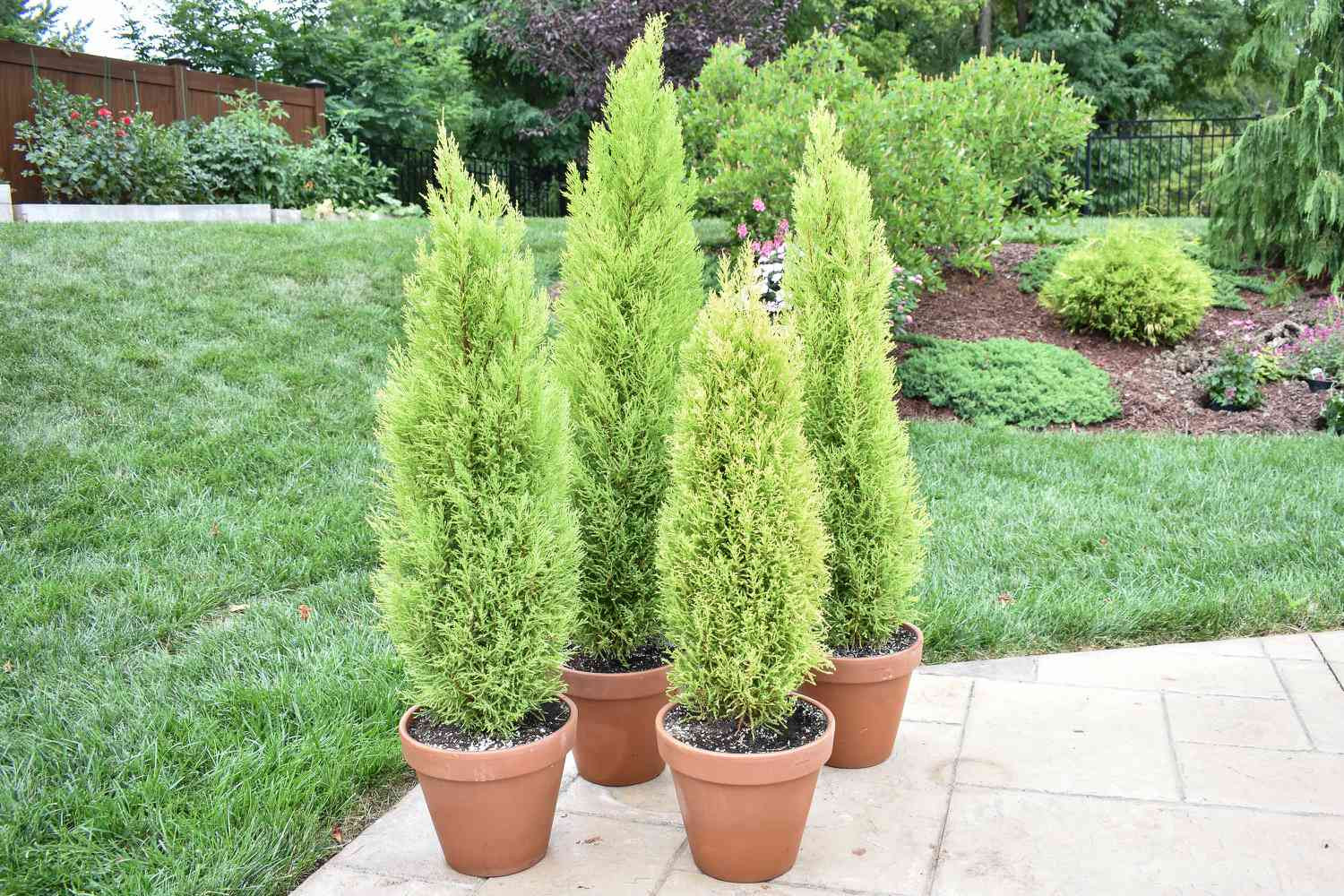 How To Grow And Care For Lemon Cypress Trees