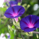 How To Grow And Care For Morning Glory