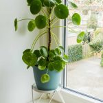 How To Grow And Care For Pancake Plants