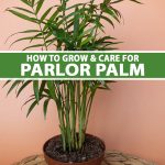 How To Grow And Care For Parlor Palms Indoors | Gardener'S Path