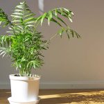 How To Grow And Care For Parlor Palms Indoors | Gardener'S Path