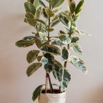 How To Grow And Care For Rubber Tree Plants (Ficus Elastica)