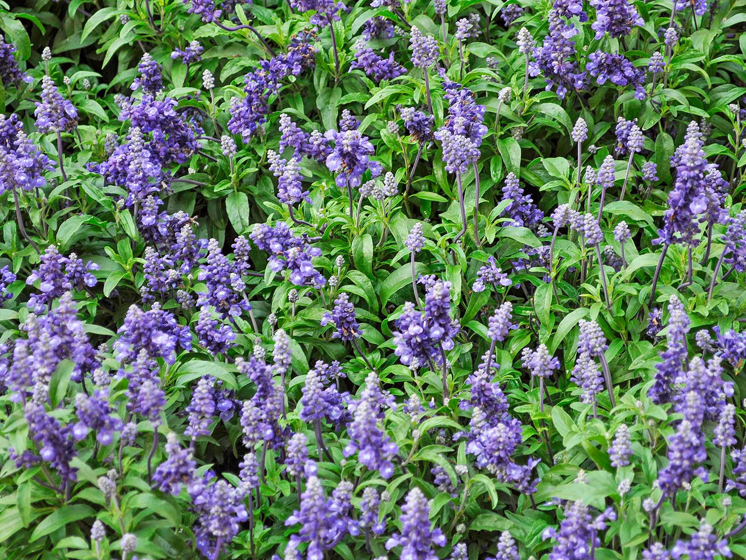 How To Grow And Care For Sage | Love The Garden