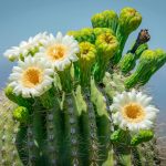 How To Grow And Care For Saguaro Cactus | Lovethegarden