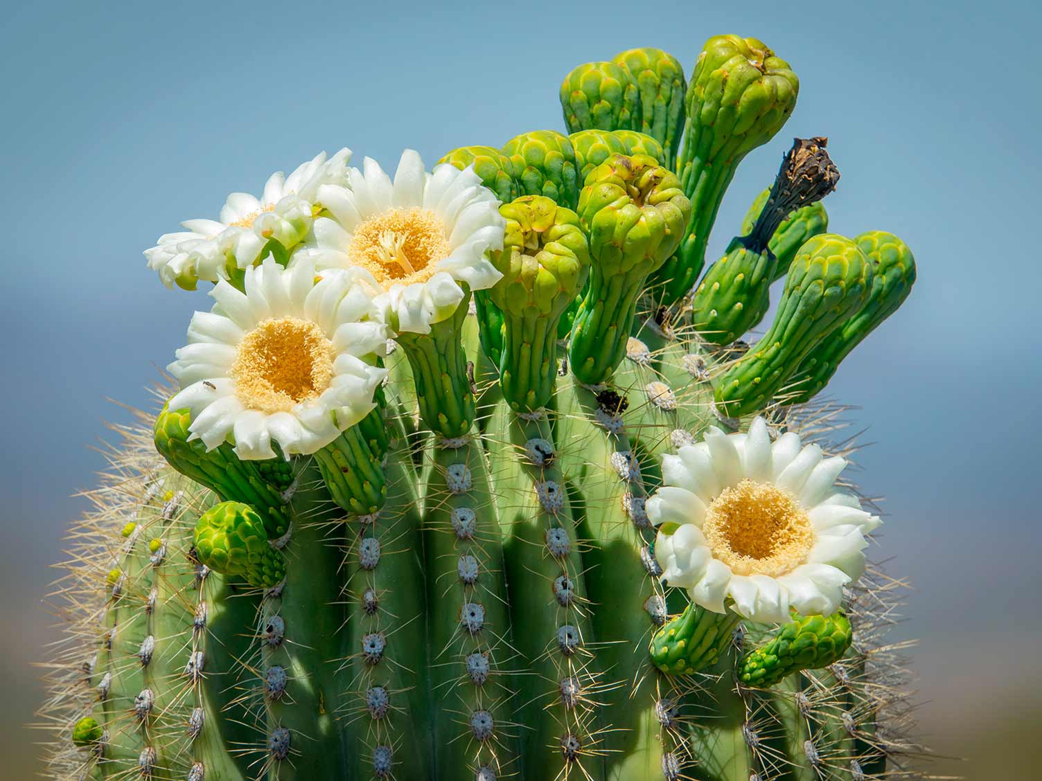 How To Grow And Care For Saguaro Cactus | Lovethegarden