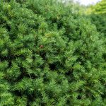 How To Grow And Care For Yew