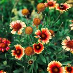 How To Grow & Care For Blanket Flower (Gallardia)