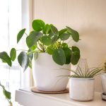 How To Grow Chinese Money Plant (Pilea Peperomioides)