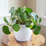 How To Grow Chinese Money Plant (Pilea Peperomioides)