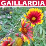 How To Grow Gaillardia (Blanket Flower) | Gardener'S Path