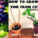 How To Grow Grape Vine From Cuttings At Home (Fast N Easy)