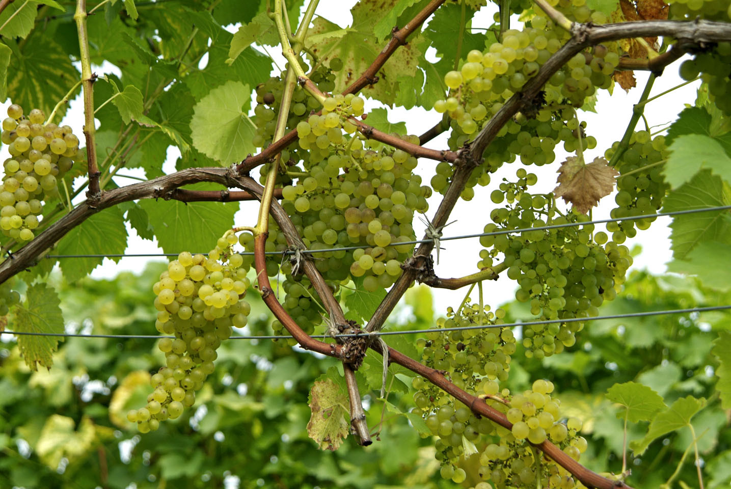 How To Grow Grapes / Rhs Gardening