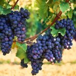 How To Grow Grapes – The Home Depot