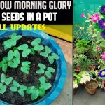 How To Grow Morning Glory From Seed (Full Information)