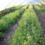 How To Grow Ranunculus – Floret Flowers
