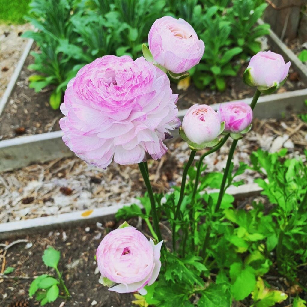 How To Grow Ranunculus In Zone 3 (So They Don'T Die!) | Shifting Roots