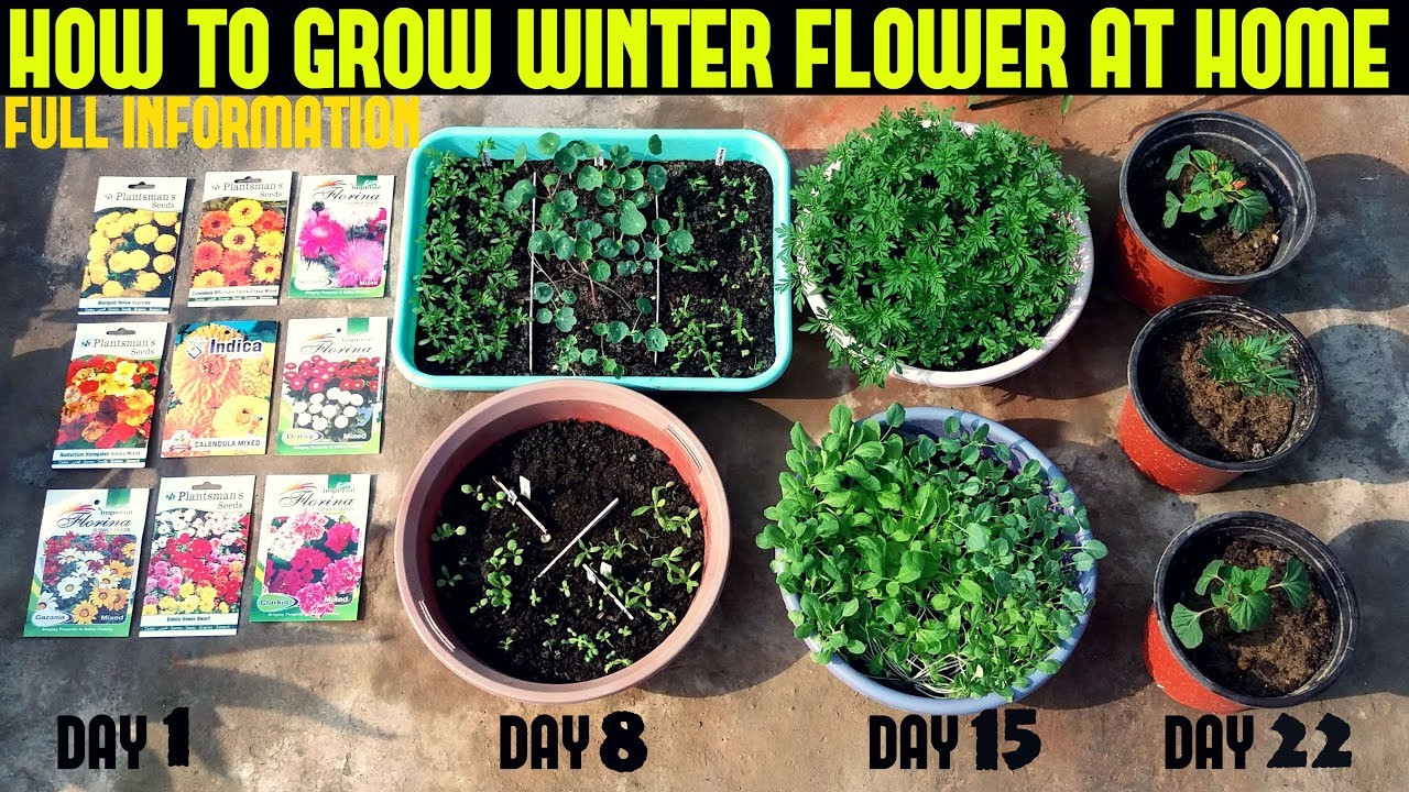 How To Grow Winter Flower Seeds Fast (With Full Updates)