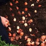 How To Plant 100 Tulips In 30 Minutes