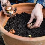 How To Plant And Grow Tulips | Bbc Gardeners World Magazine