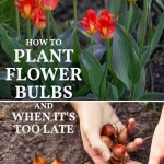 How To Plant Flower Bulbs (& When It'S Too Late)