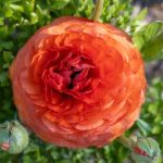How To Plant, Grow, And Care For Ranunculus