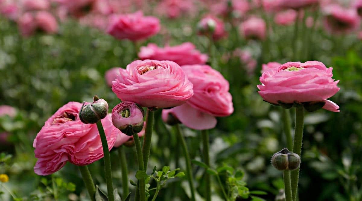 How To Plant, Grow, And Care For Ranunculus