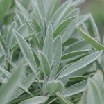 How To Plant, Grow, And Care For Sage In Your Garden