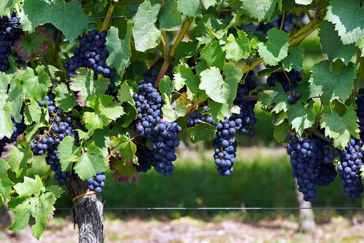 How To Prepare The Soil For Grapevine/Plant: Best Soil Mix, Ph