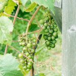 How To Select, Plant, And Care For Grapes