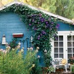 How To Use Morning Glory Vines