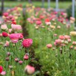 How We Plant Ranunculus And Anemone — Flourish Flower Farm
