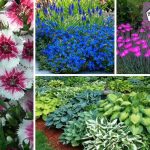 Incredible Perennial Plants & Flowers For Mixed Borders – Pretty