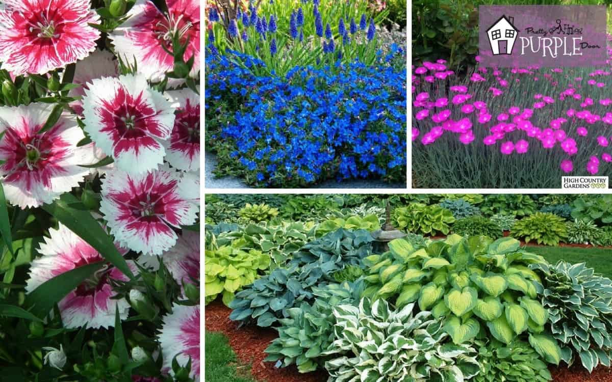 Incredible Perennial Plants & Flowers For Mixed Borders - Pretty