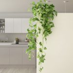 Indoor Climbing Plants – How To Grow Climbing Houseplants