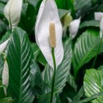 Indoor Peace Lily Plants: Growing A Peace Lily Plant