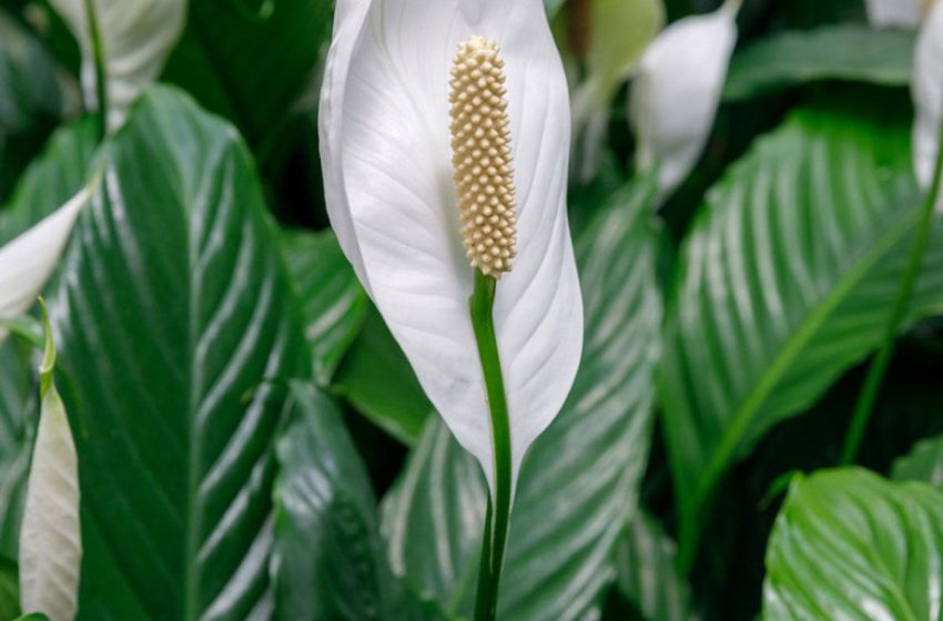  Lily Plant