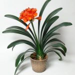 Indoor Plant] Clivia Miniata 君子兰 | Lazada