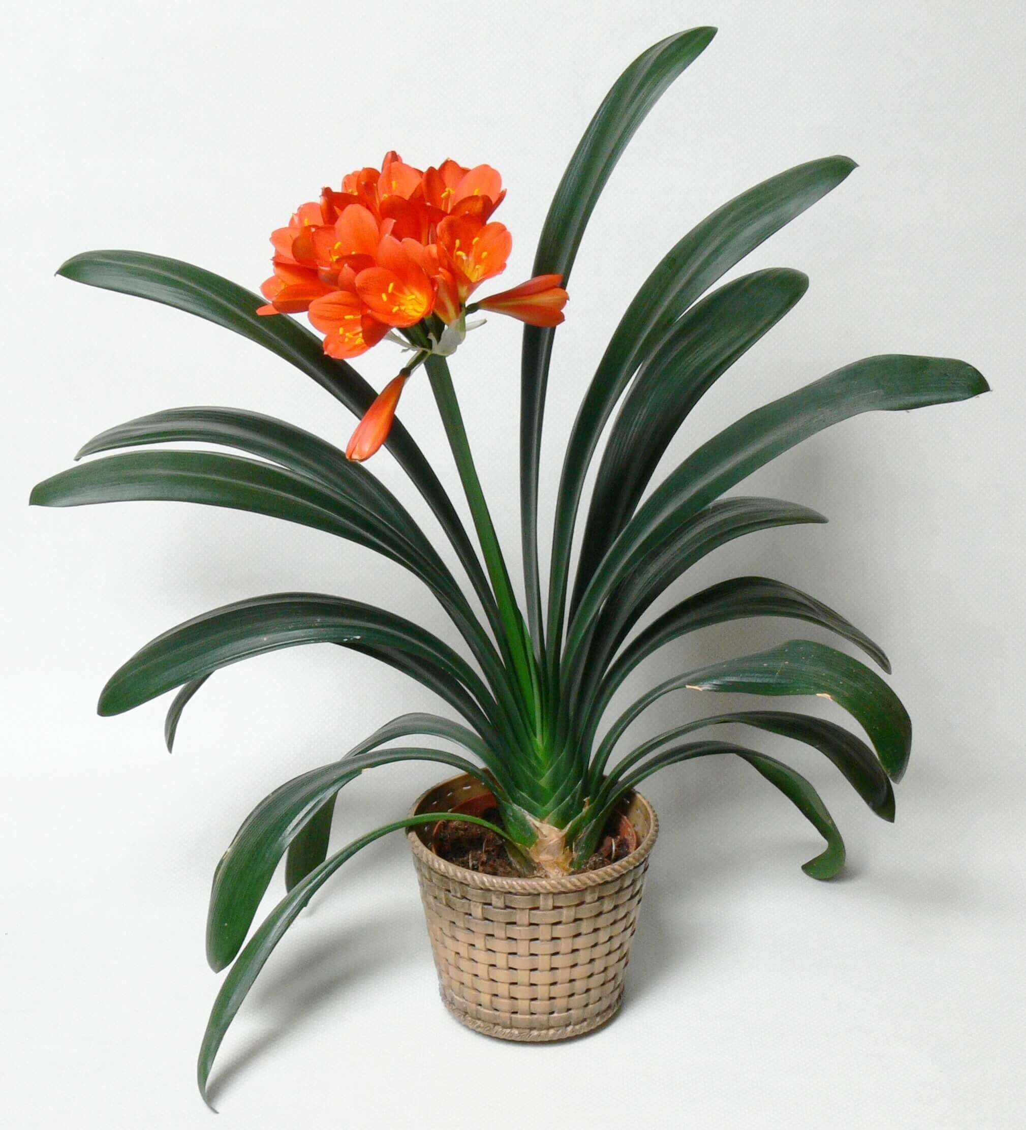 Indoor Plant] Clivia Miniata 君子兰 | Lazada