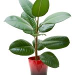 Information On Growing Rubber Tree Houseplants