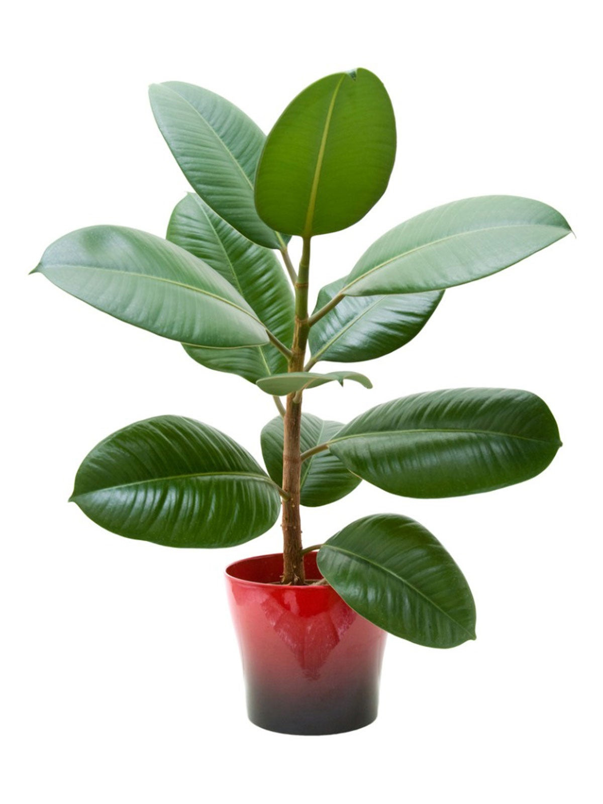 Information On Growing Rubber Tree Houseplants