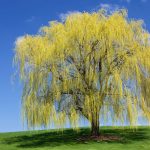 Interesting Facts About Weeping Willow Trees | Lovetoknow