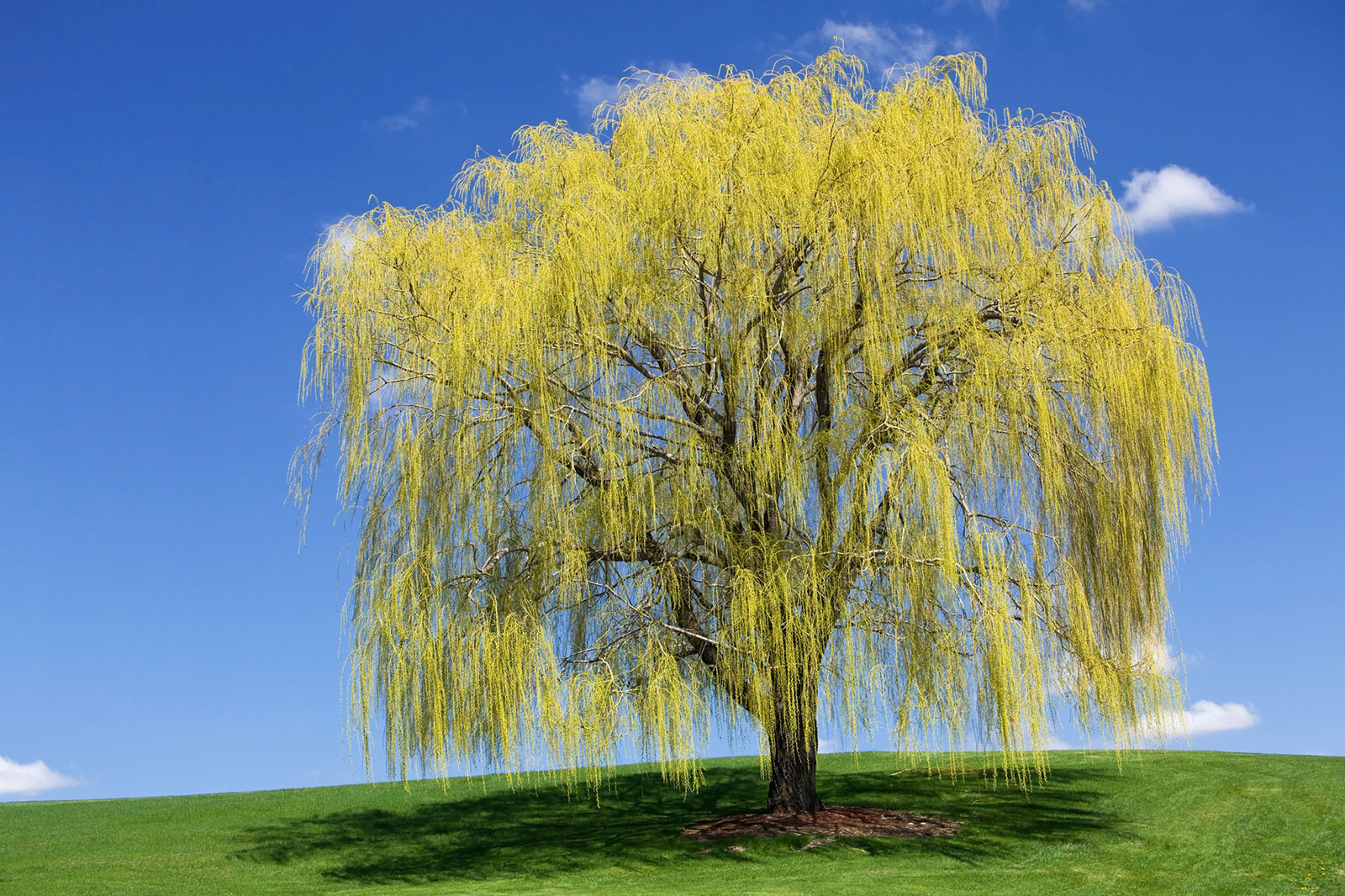 Interesting Facts About Weeping Willow Trees | Lovetoknow