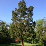 Juniperus Virginiana – Wikipedia