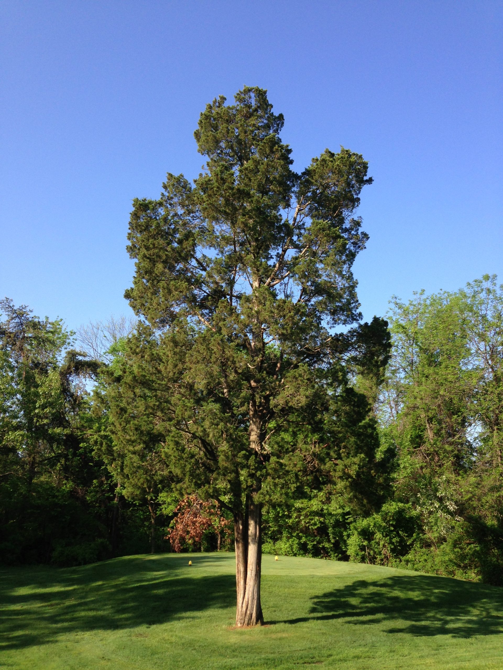 Juniperus Virginiana - Wikipedia