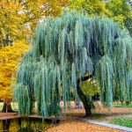 Keys To The Willow Tree: Cultivation, Uses & Varieties | Lovetoknow